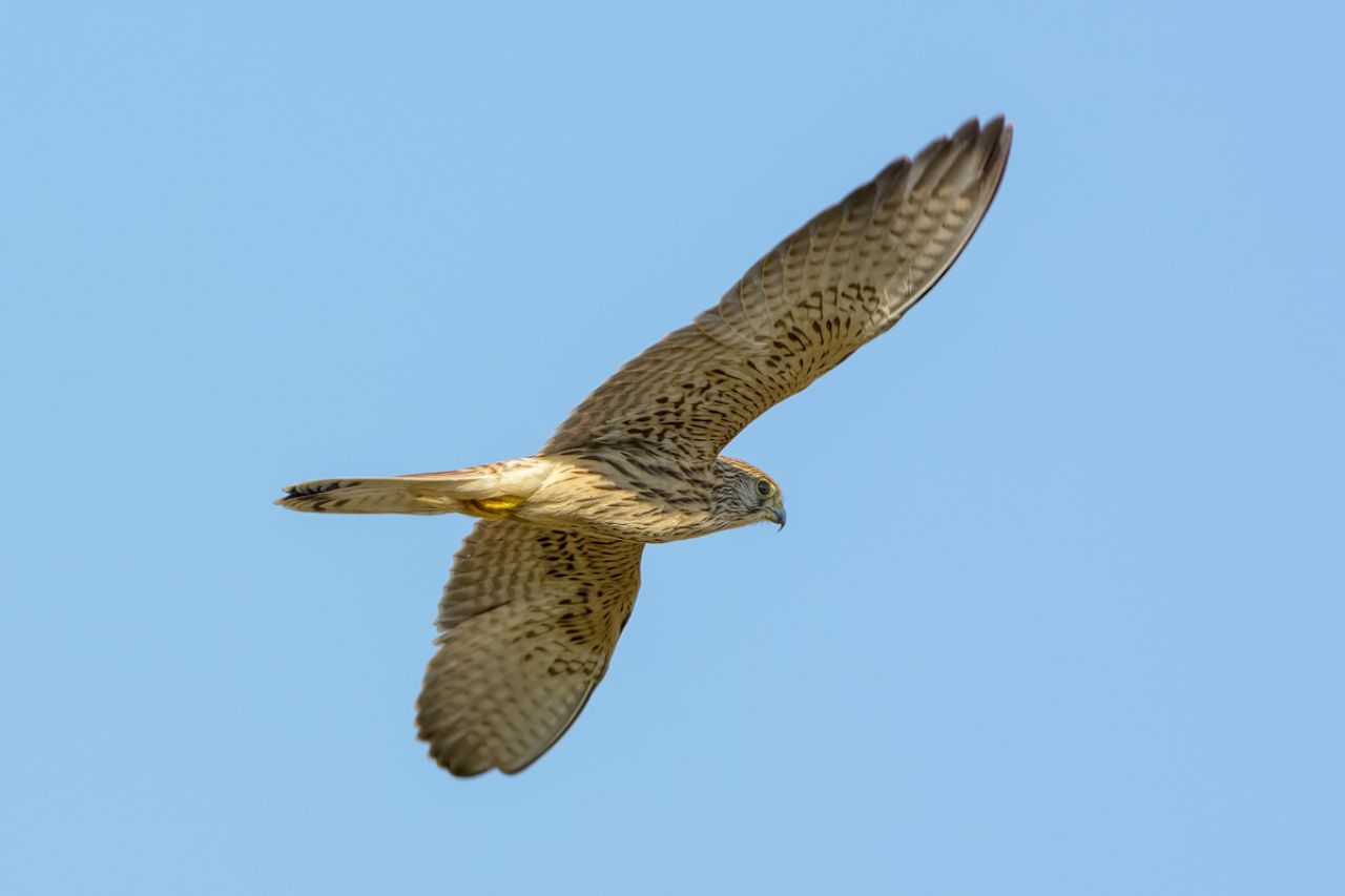 Gheppio  (Falco tinnunculus)